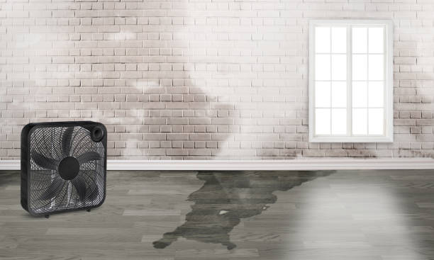 Best Water damage contractors near me  in Jenkins, KY